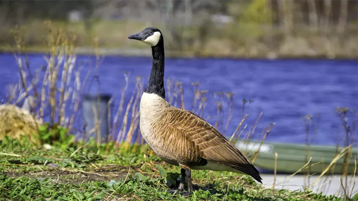 Canada Goose in November