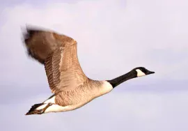Canada Goose in September