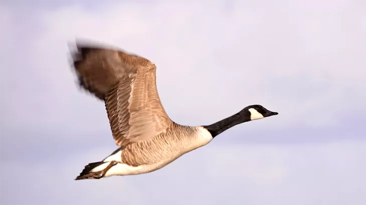 Canada Goose in September