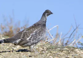 Dusky Grouse in October