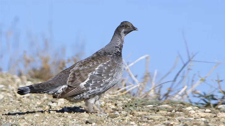 Dusky Grouse in October