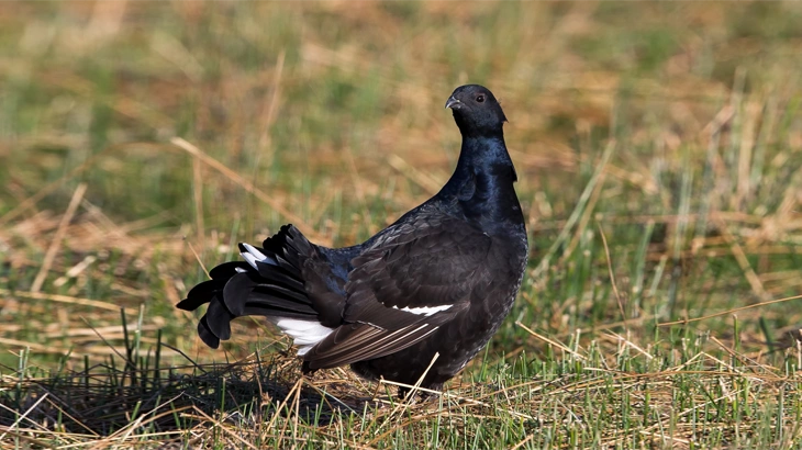 Dusky Grouse in September