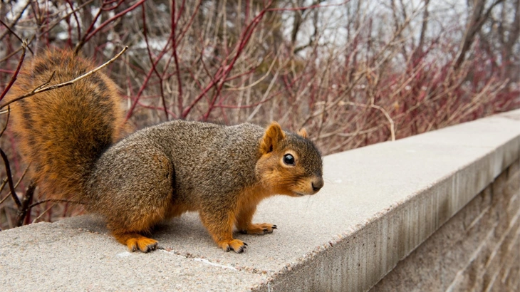 Fox Squirrel in november