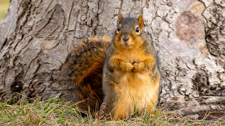 Fox Squirrel in october