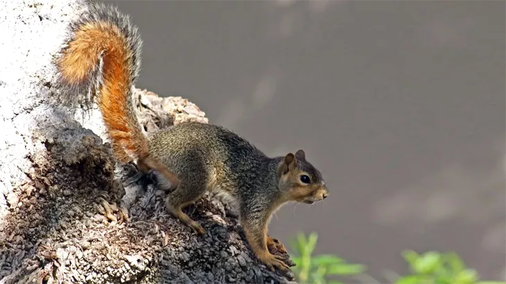Fox Squirrel in september