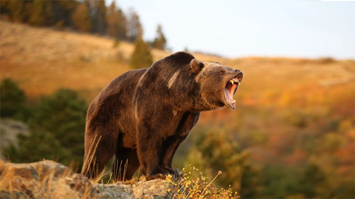 Grizzly Bear in August