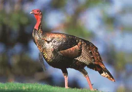 Wild Turkey in August