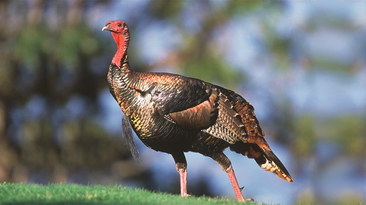 Wild Turkey in August