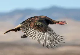 Wild Turkey in September