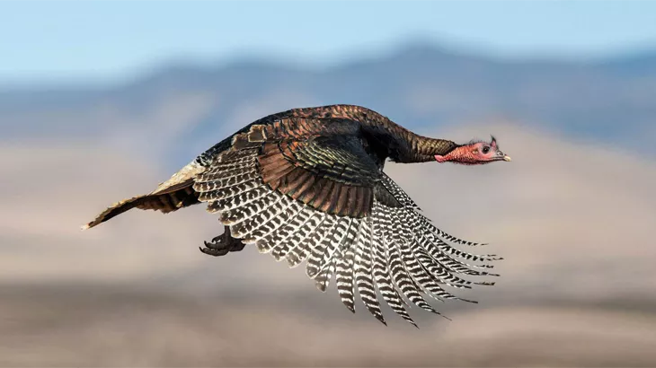 Wild Turkey in September