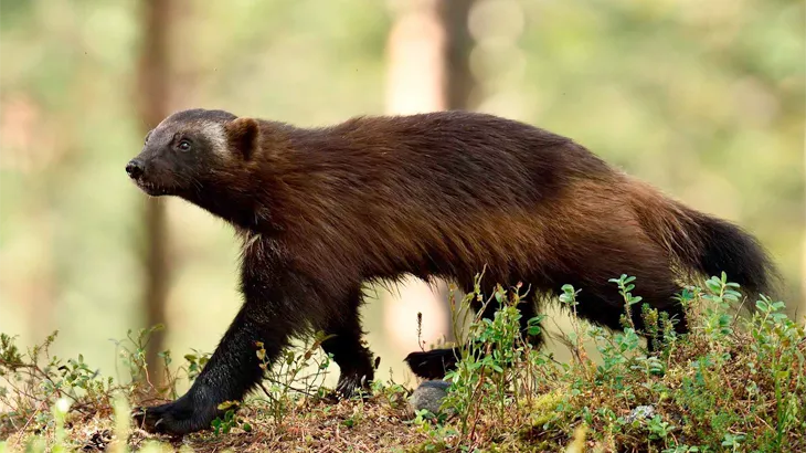 Wolverine in september