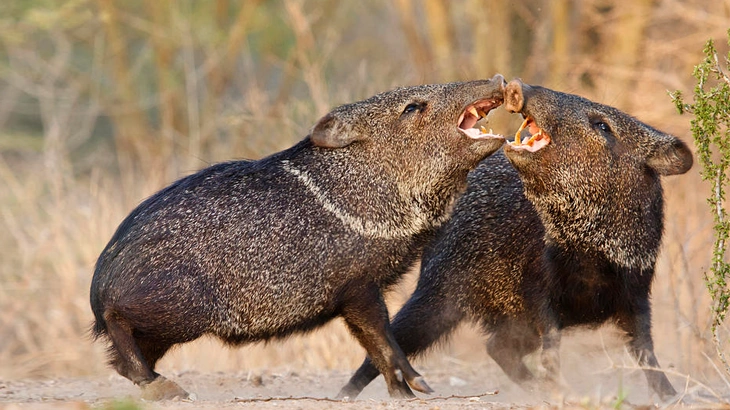 big game Javelina in November