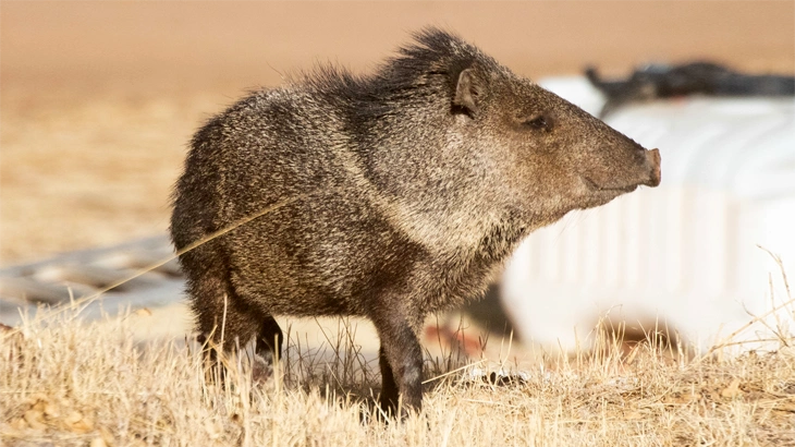 big game Javelina in October