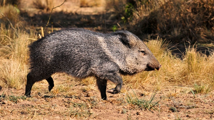 big game Javelina in September