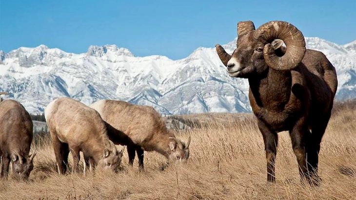 big game bighorn sheep in august
