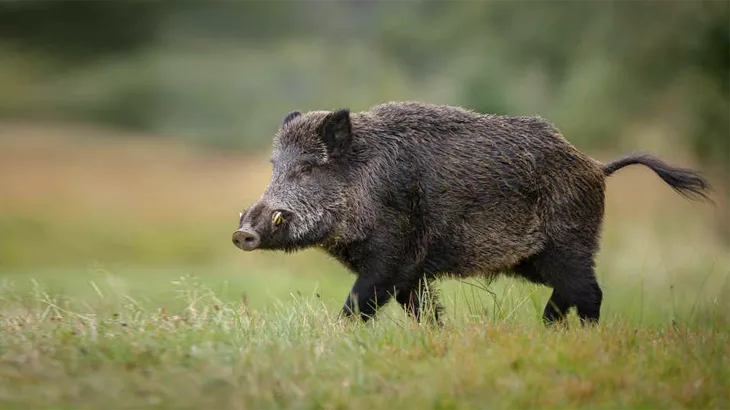 big game wild boar in September