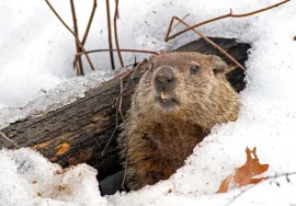 Groundhog in November