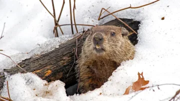 Groundhog in November