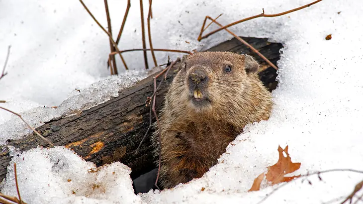 Groundhog in November