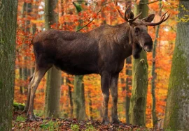 big game moose in October