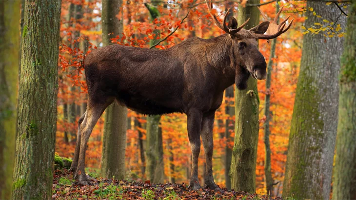 big game moose in October