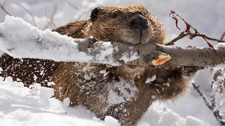 Beaver in December