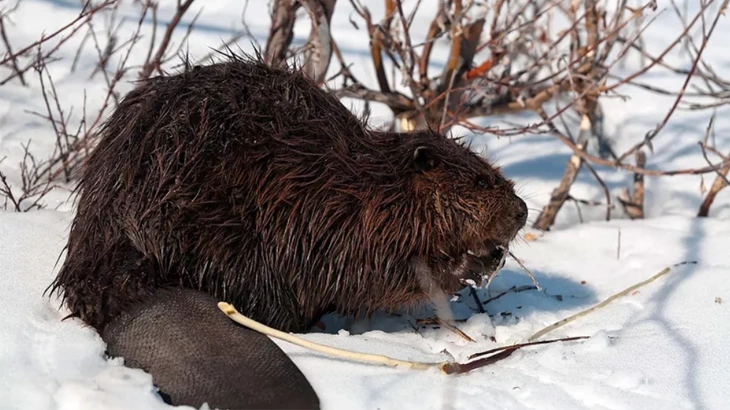 Beaver in November