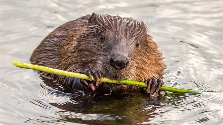 Beaver in October