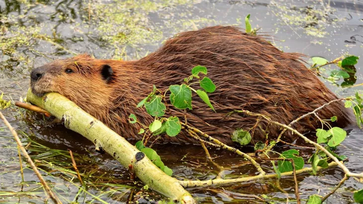 Beaver in September