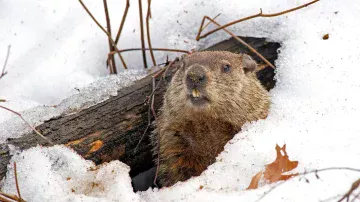Groundhog in November