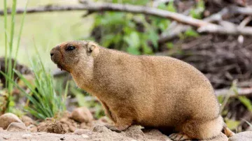 Groundhog in October