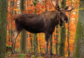big game moose in October