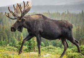 big game moose in September