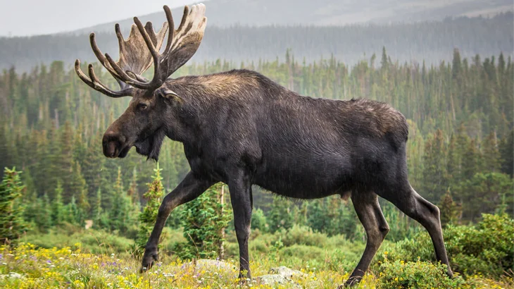 big game moose in September