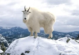 Mountain Goat in December