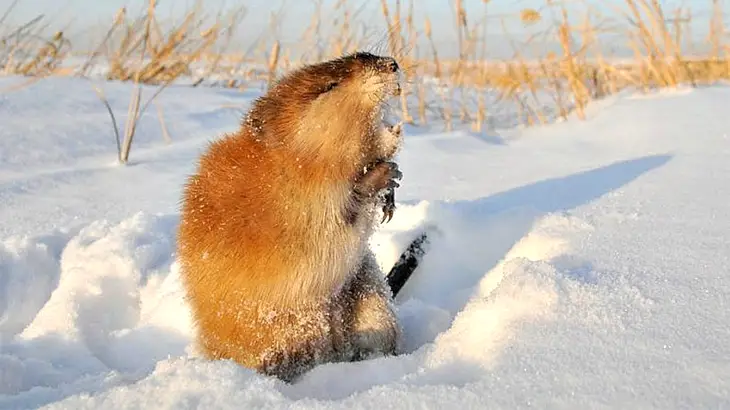 muskrat in December
