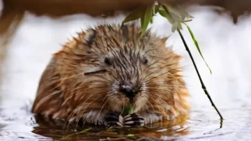 Muskrat in November