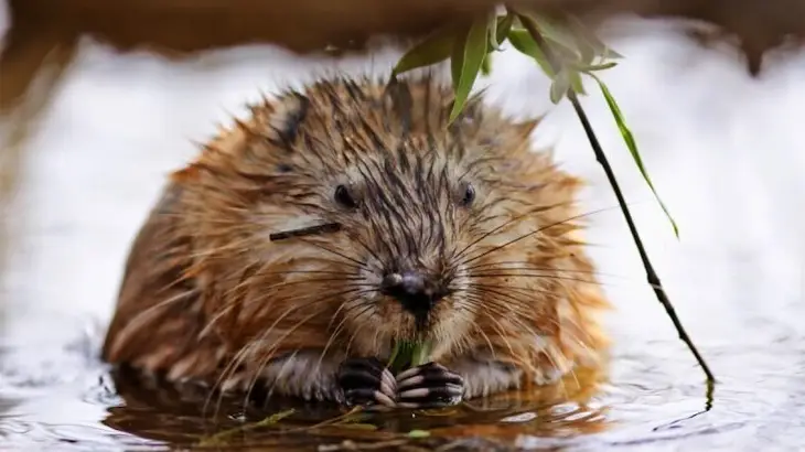 Muskrat in November