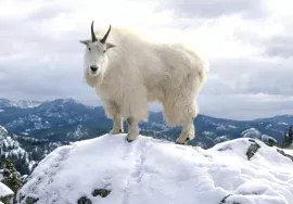 Mountain Goat in December