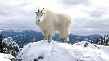 Mountain Goat in December