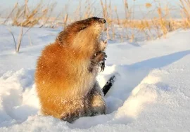 muskrat in December