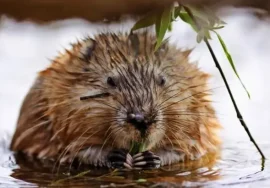 Muskrat in November